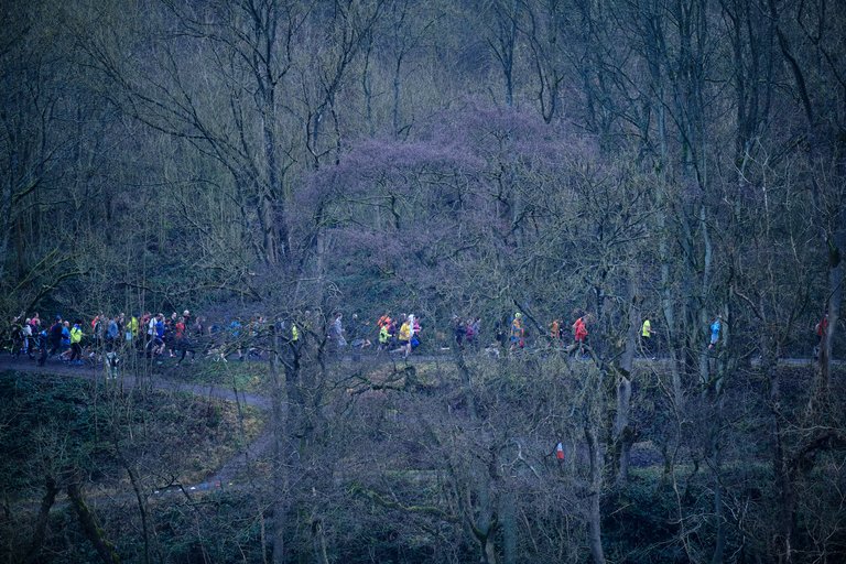 Group of runners behind tree branches at running event 