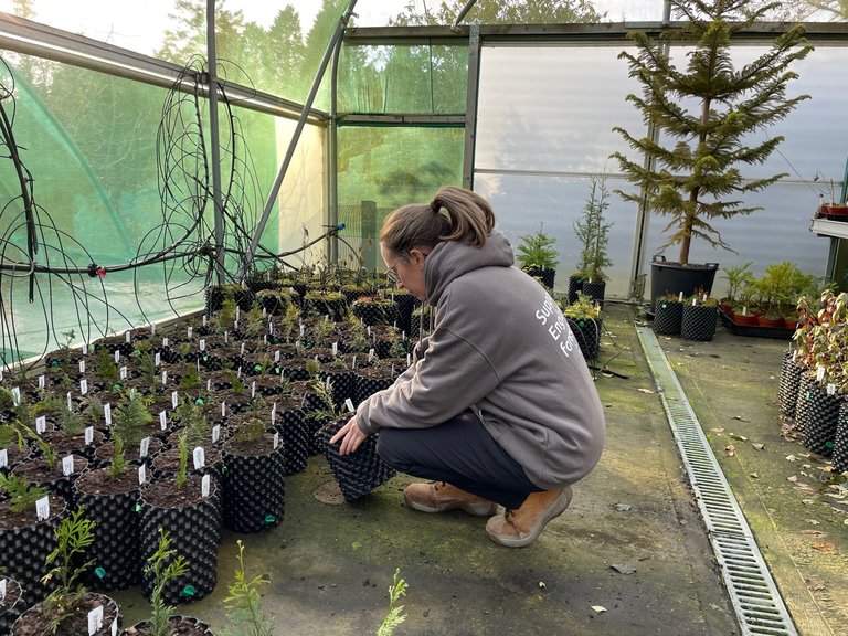 A person looking at tree seedlings in the tree nursery at Bedgebury