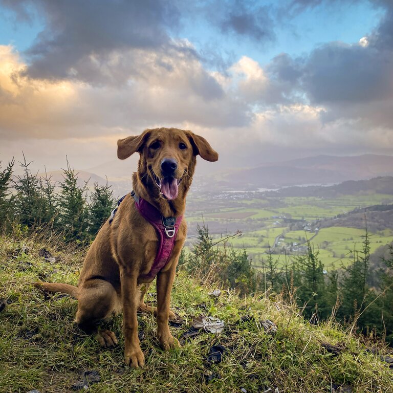 A brown dog with tongue out faces the camera, with rolling hills falling away behind.