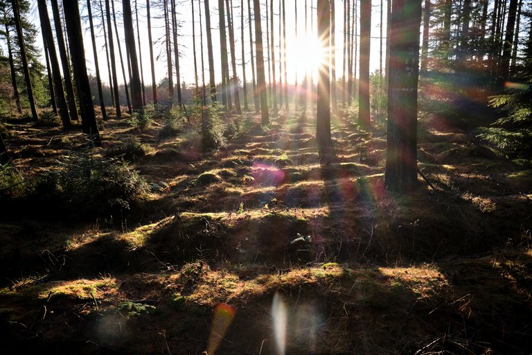 Sun shining through lined trees 