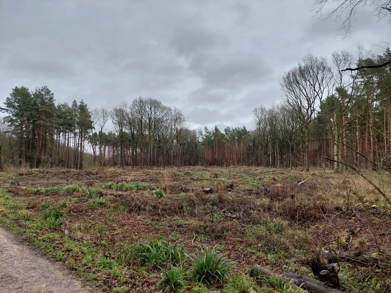 A cleared area of land at Salcey Forest