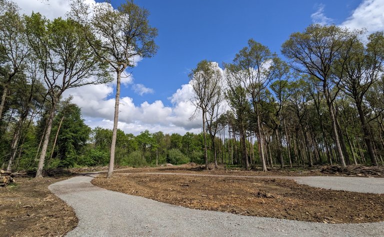 A winding grey path below tall trees. Blue sky with white fluffy clouds.