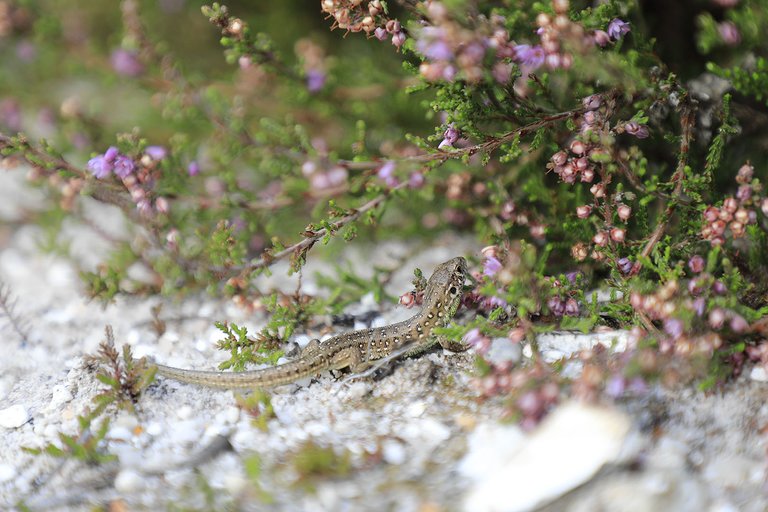 Sand Lizard in forest