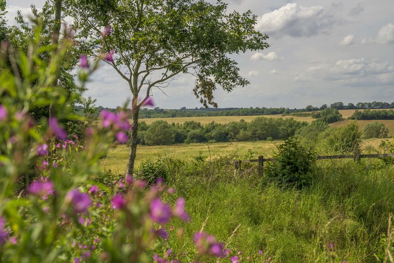 Purple flowers within green forest and field landscape