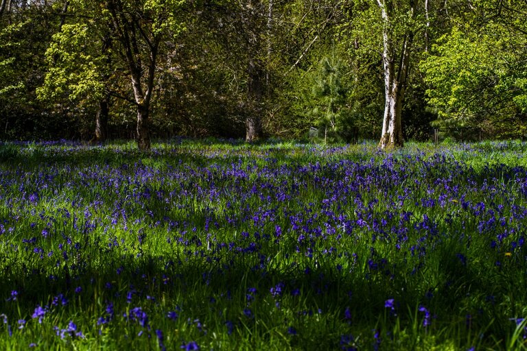 Bluebell wood at Westonbirt Arboretum