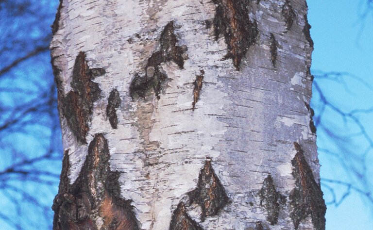Close-up section of silver birch trunk with blue sky in background