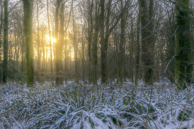 Snow settling on the forest floor