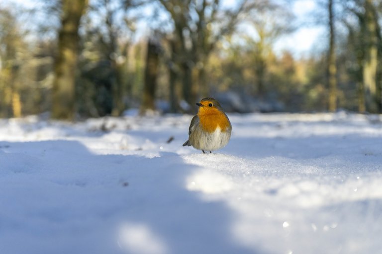 Robin perched on top of the snow dusted forest floor