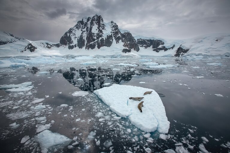 Three seals on a small ice floe against a mountainous icy landscape.