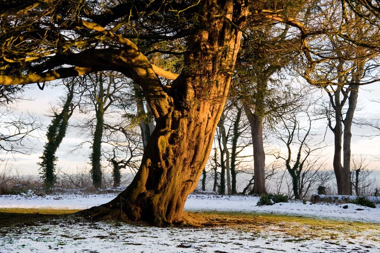 Golden glow of tree surrounded by snow