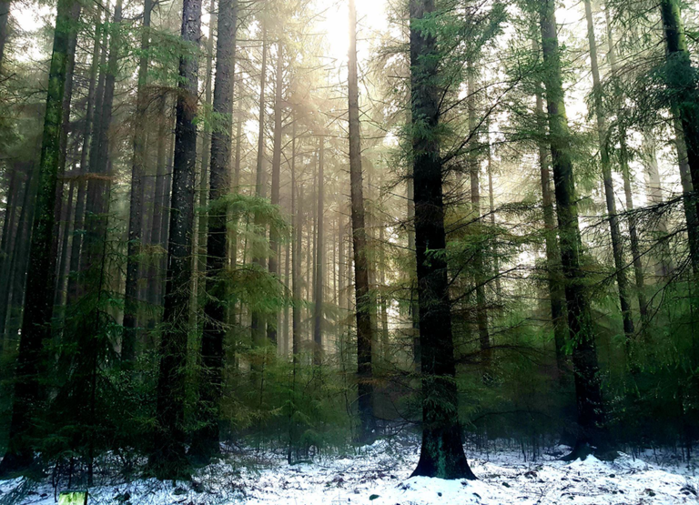 Wintry forest