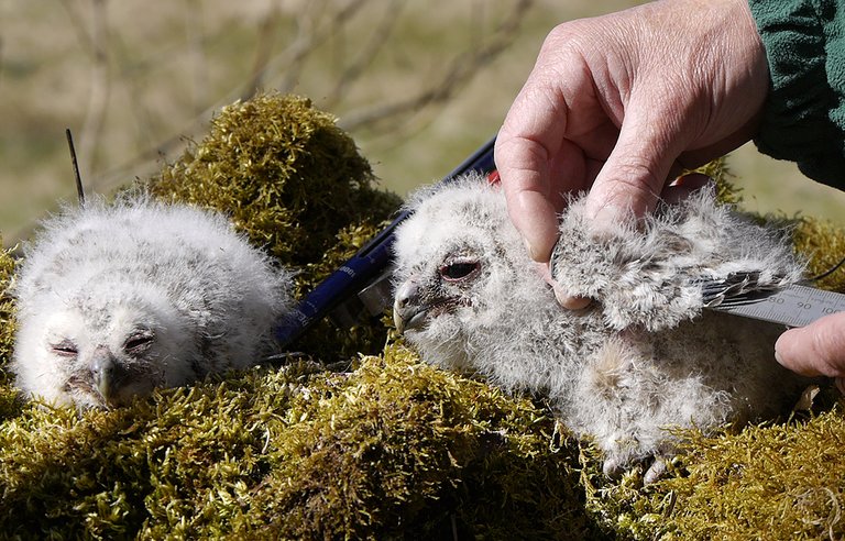 Two tawny owl chicks being measured and weighed