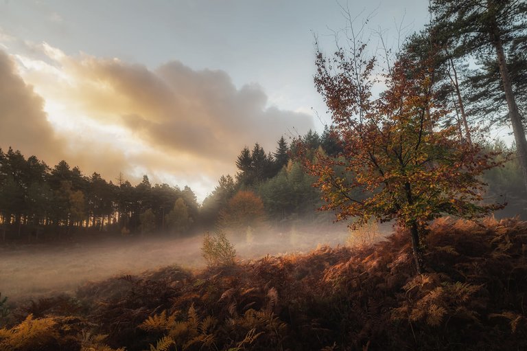 Misty autumnal morning