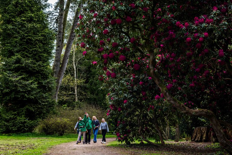 A group walk by a large Rhododendron tree peering up at it's height