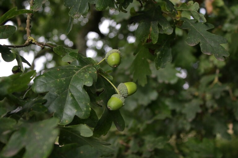 Three bright green acorns stand out from the centre of a bunch of darker oak leaves. In the background, dappled light flows through the shade of the tree.