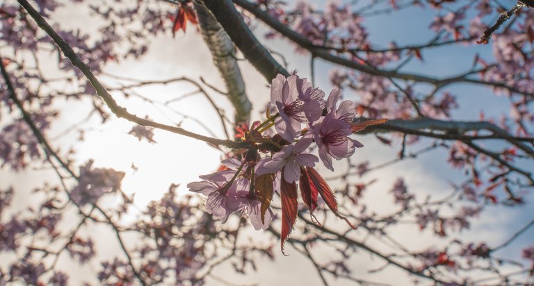Pink tree blossom