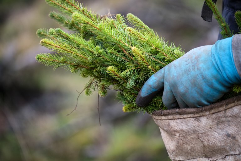 Gloved hand putting tree saplings into bag