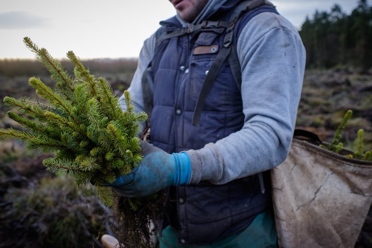 Tree planter holding tree saplings in gloved hands 