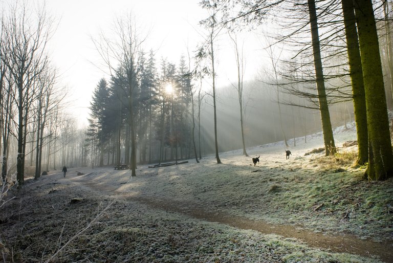 Frosty dog walking