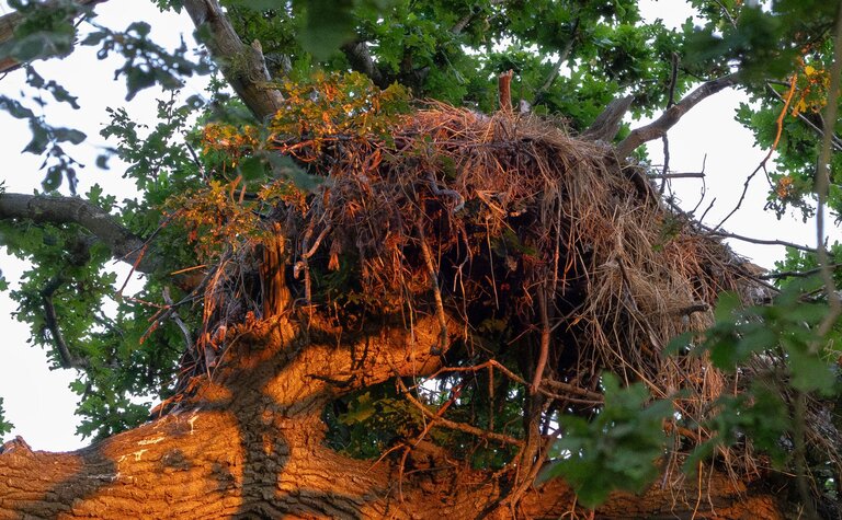 A large nest on a branch with tree canopy shown above.