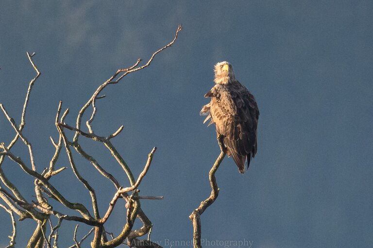A white-tailed eagle perched in a tree