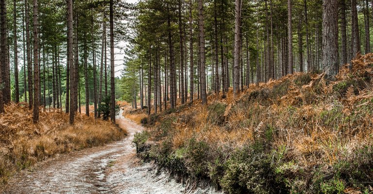 Frosty forest path running through towering trees