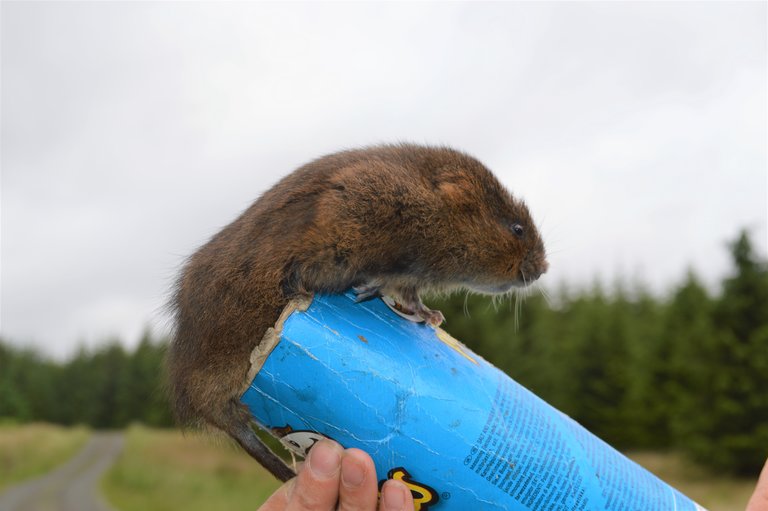 Water vole sat on top of a tube in a forest background ready to be released