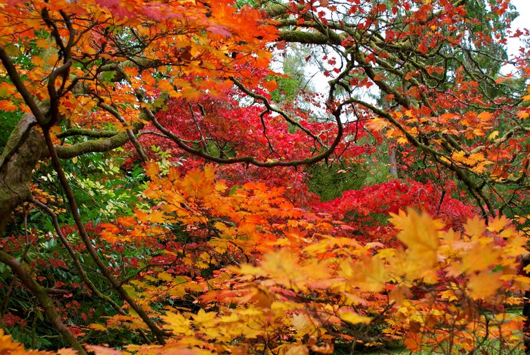 Golden orange trees