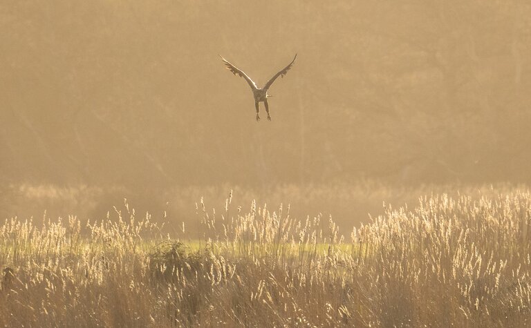 white-tailed eagle taking off from a meadow in hazy sunlight