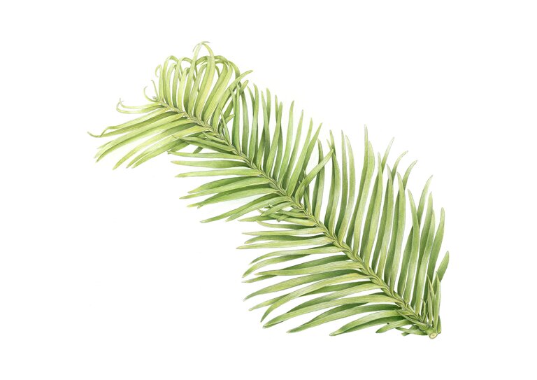 A painting of a branch of the Wollemi pine by Maggy Brooker