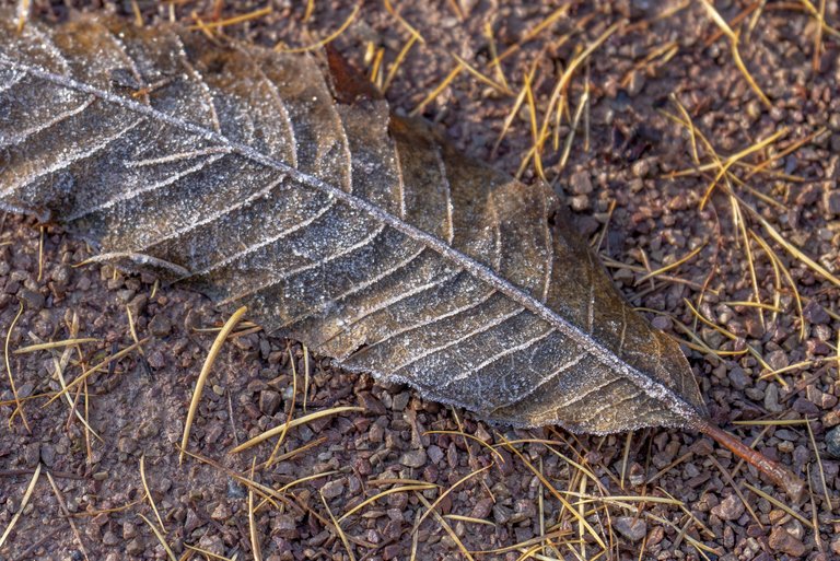 Frost covered leaf