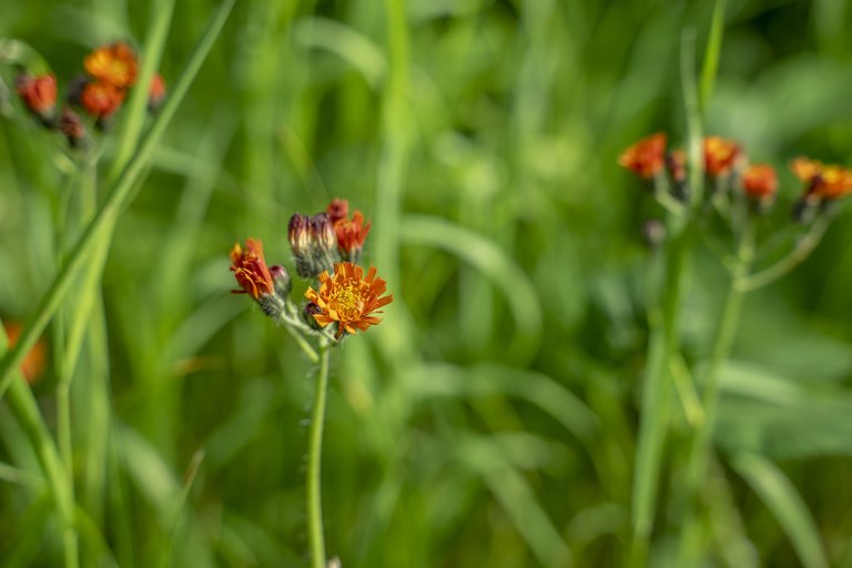 Close up of small orange flowers