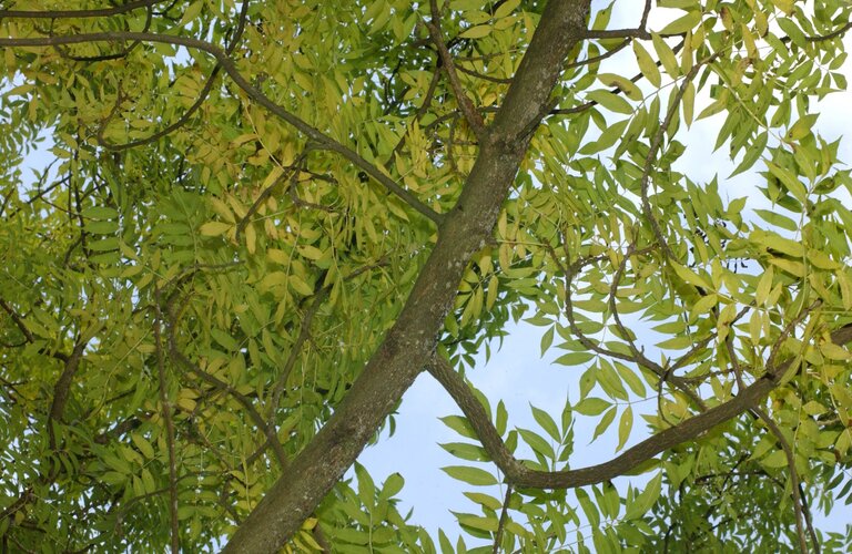 Ash tree leaves and branches viewed from below.