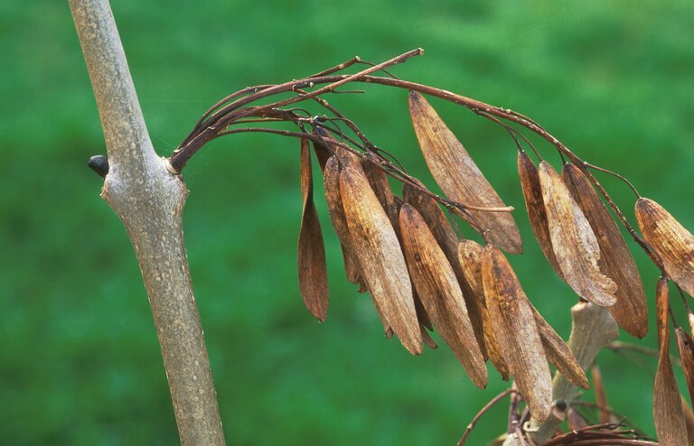 Cluster of winged ash tree seeds, known as keys, hanging from a branch.
