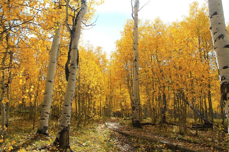 autumn in the woods