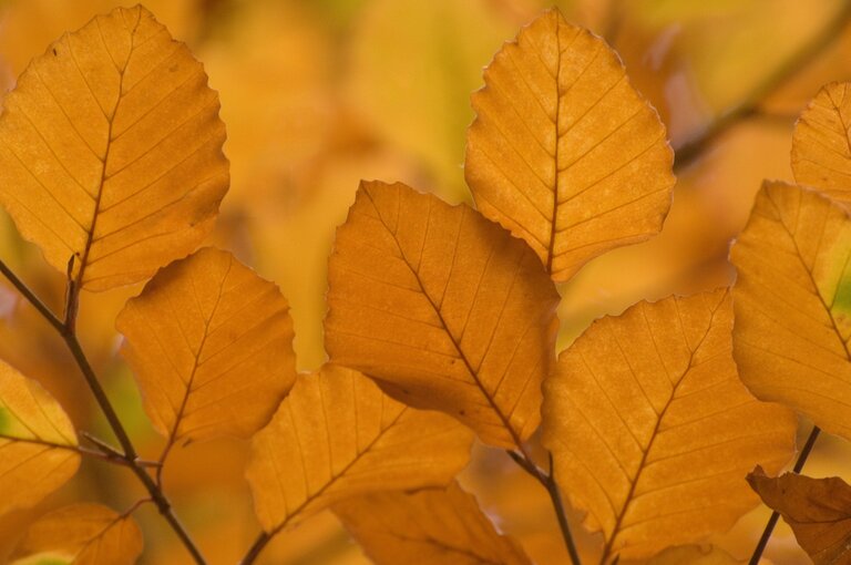 Close-up of copper-coloured beech leaves in autumn sunlight.