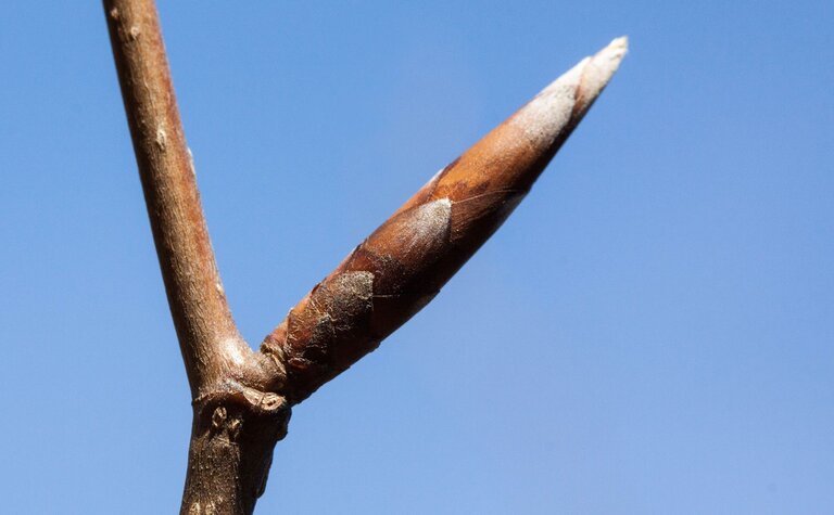 Close-up of an oval beech bud on a twig, against a blue sky.