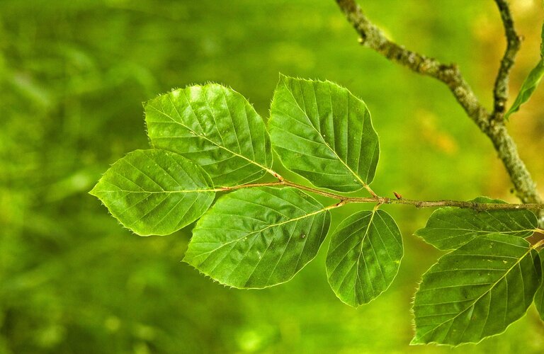 Cluster of green beech leaves hanging from a branch in woodland surroundings.