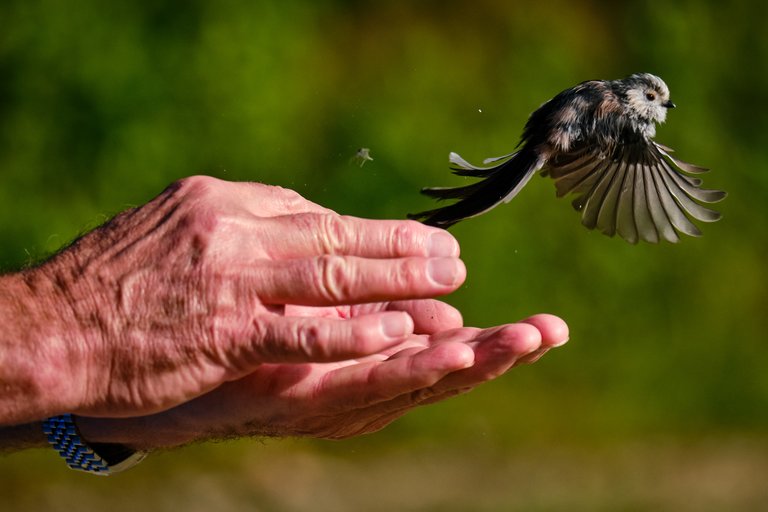 Small bird flying out of hands with wings spread