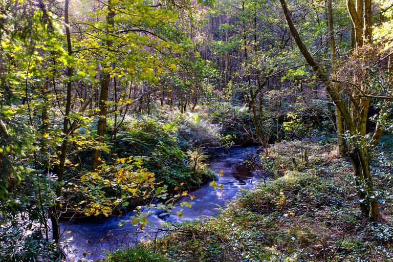 Small stream running through lush green forest 