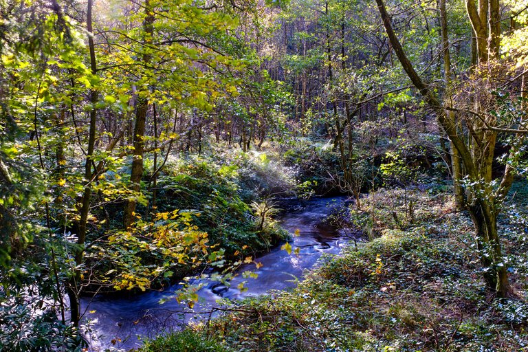 Small stream running through lush green forest