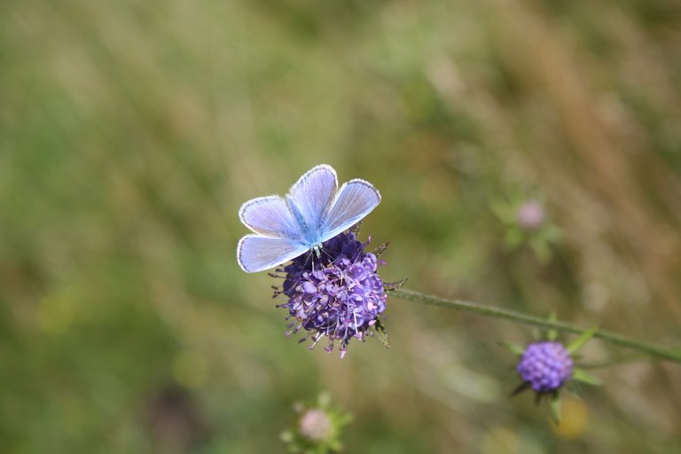 Butterfly on flower