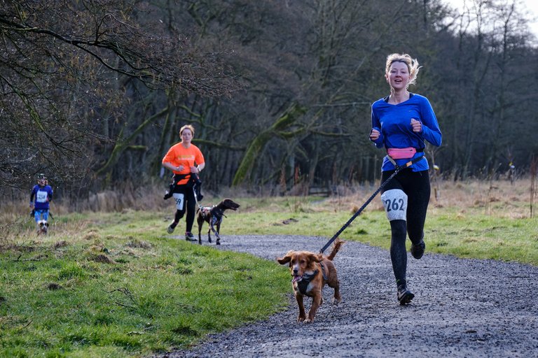 Woman running with dog attached to harness at forest canicross running event 