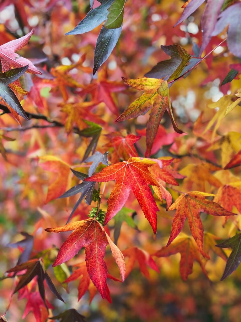 Red and yellow acer leaves on a tree.