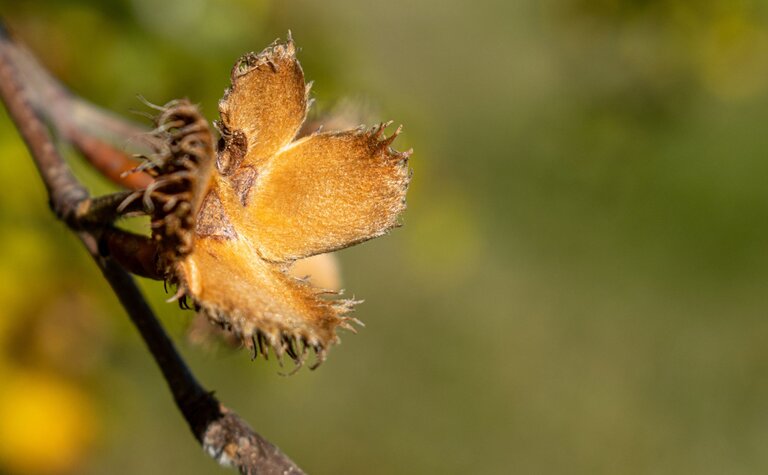 Macro photograph of a beech mast husk split open on a twig, revealing its fuzzy brown outer casing with green foliage blurred in the background.