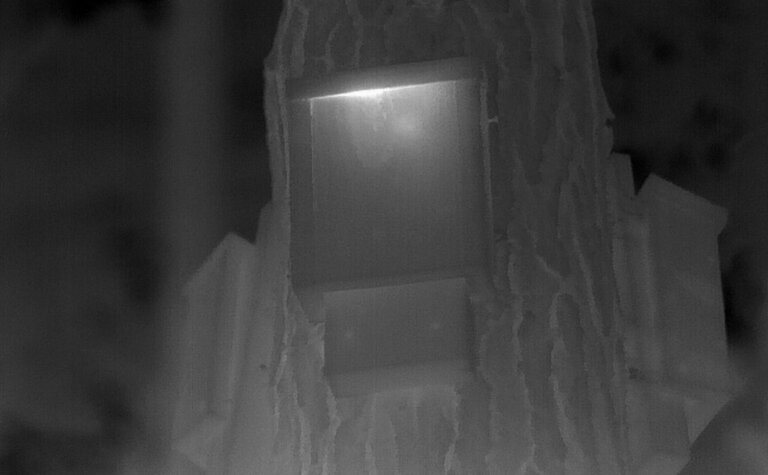 A black and white thermal image showing a glowing bat box on a tree.