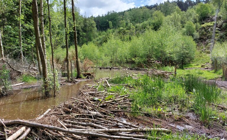A stretch of river through a forest, with large sticks arranged piled along the bank.