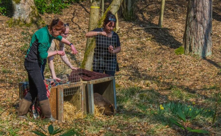 Three people lifting gates off two animal transport containers, in a forest.