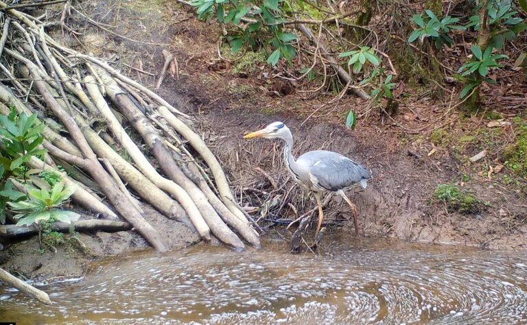 A heron standing on a muddy river bank.