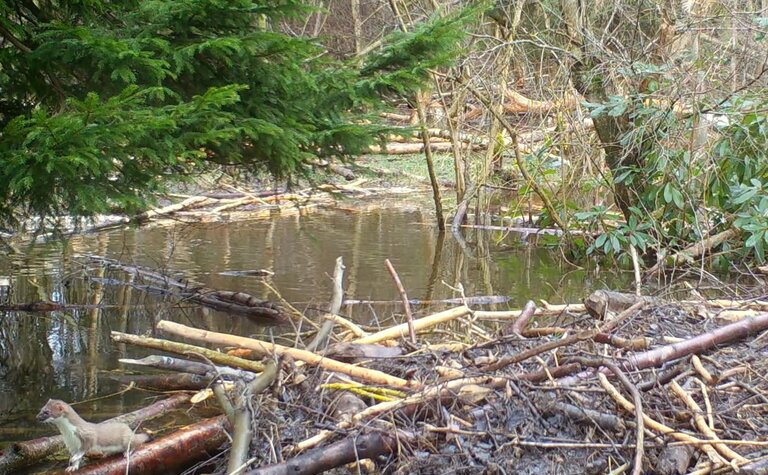 A stoat among large sticks on the bank of a river.